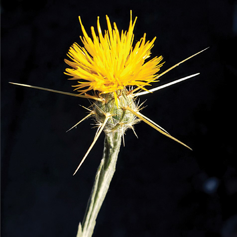 Star Thistle