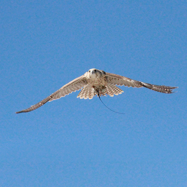 Falcon Series 3