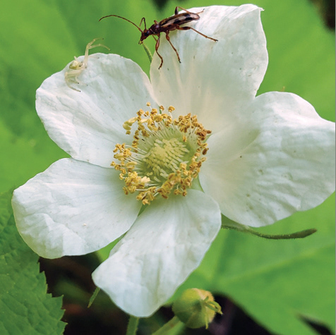 Thimbleberry