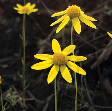Spring Gold