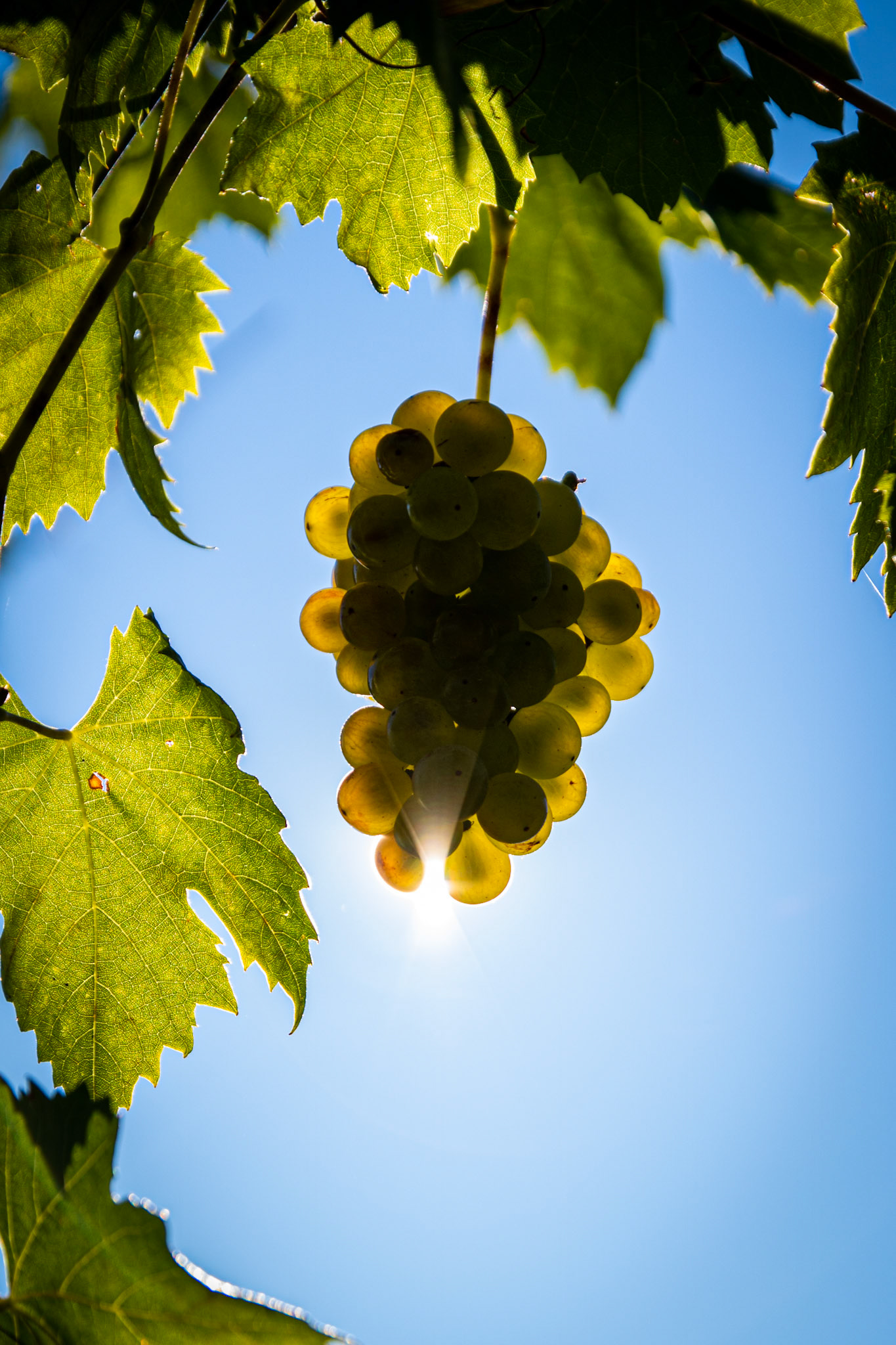 Grapes