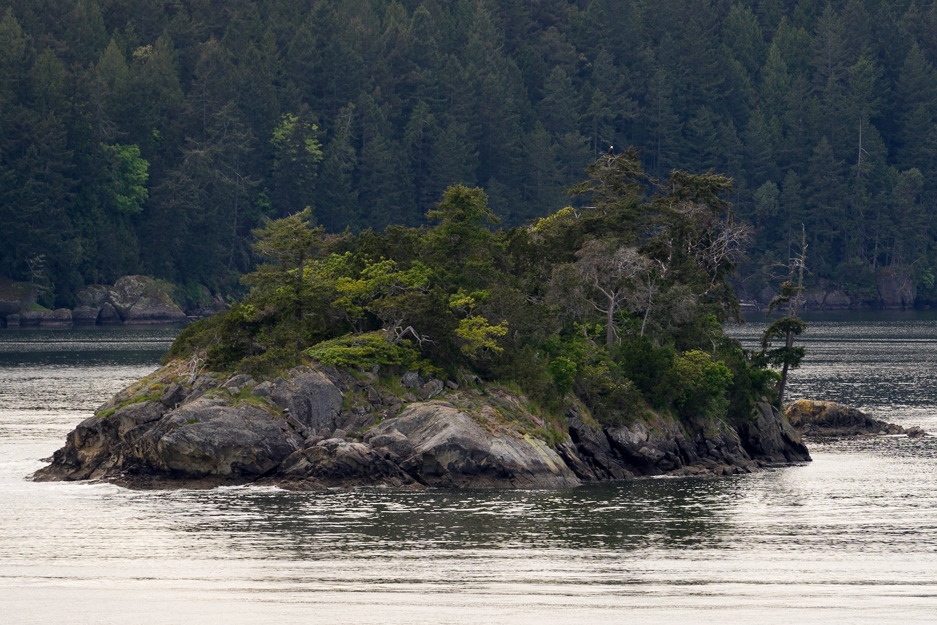 A bald eagle sits atop a tree. Seen from a ferry on the way to Victoria, BC.