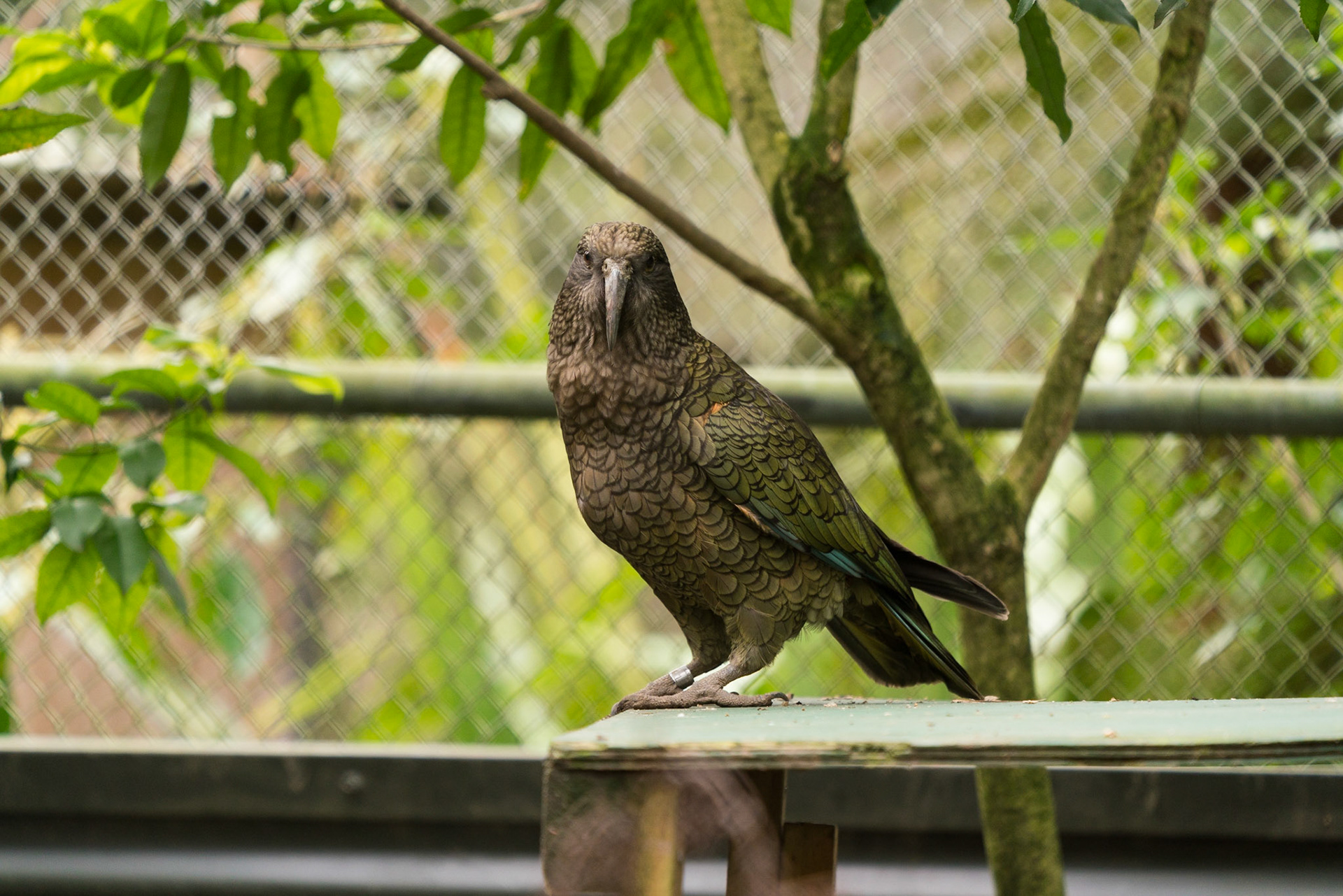 The Kiwi House