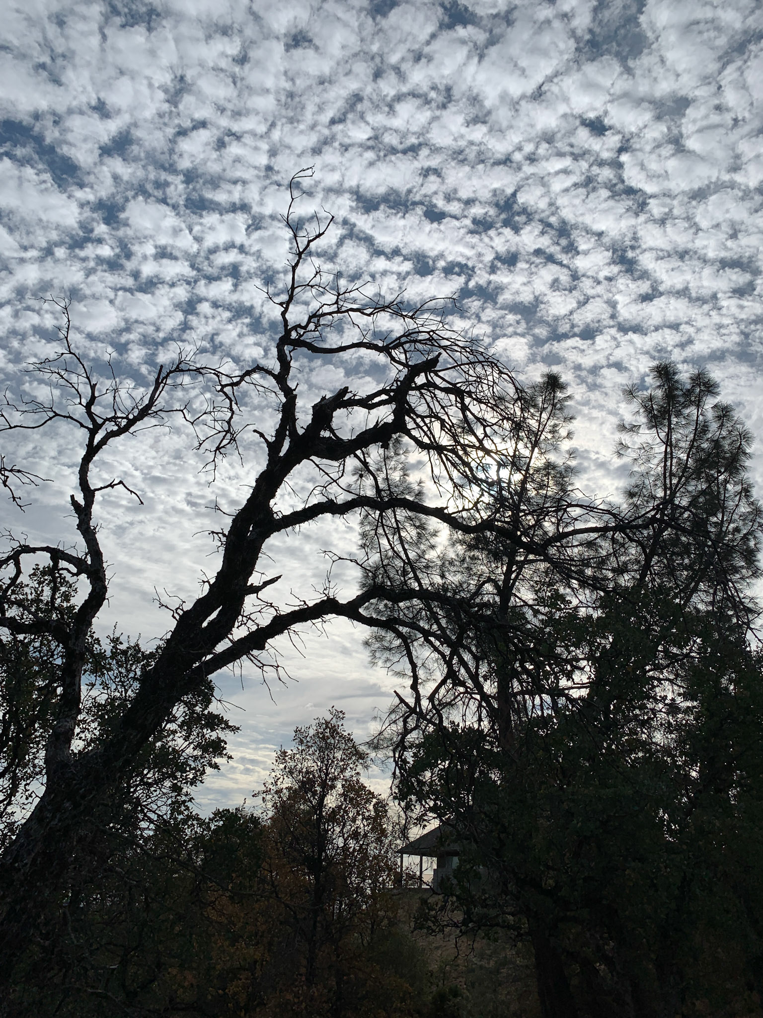 Tree Silhouette and Clouds