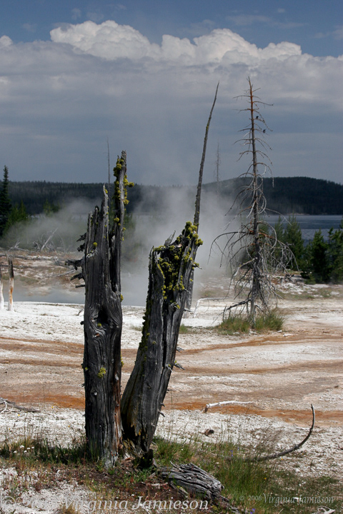 View of the surphuric ponds at Yellowstone NP-through the dead tree trunks; UA-92916515-1