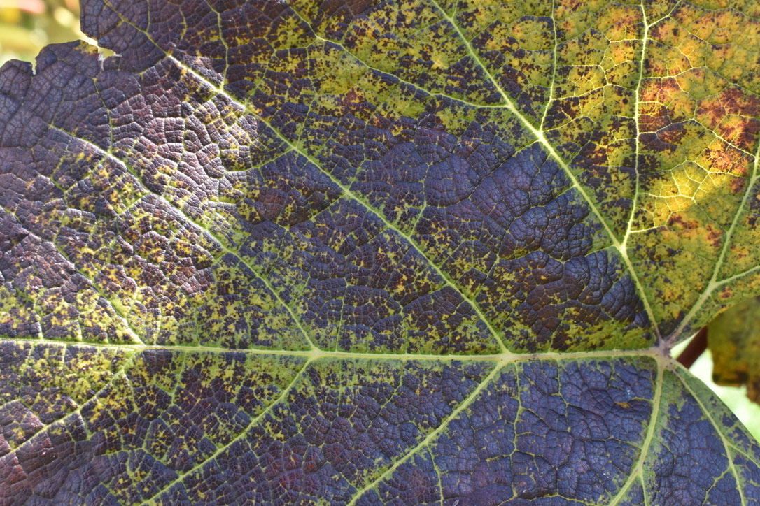 Alexandra Gallin, Road Map Through the Leaf, Photography, Hathaway Brown School, Educator: Jamie Morse, Grade 10,  Honorable Mention