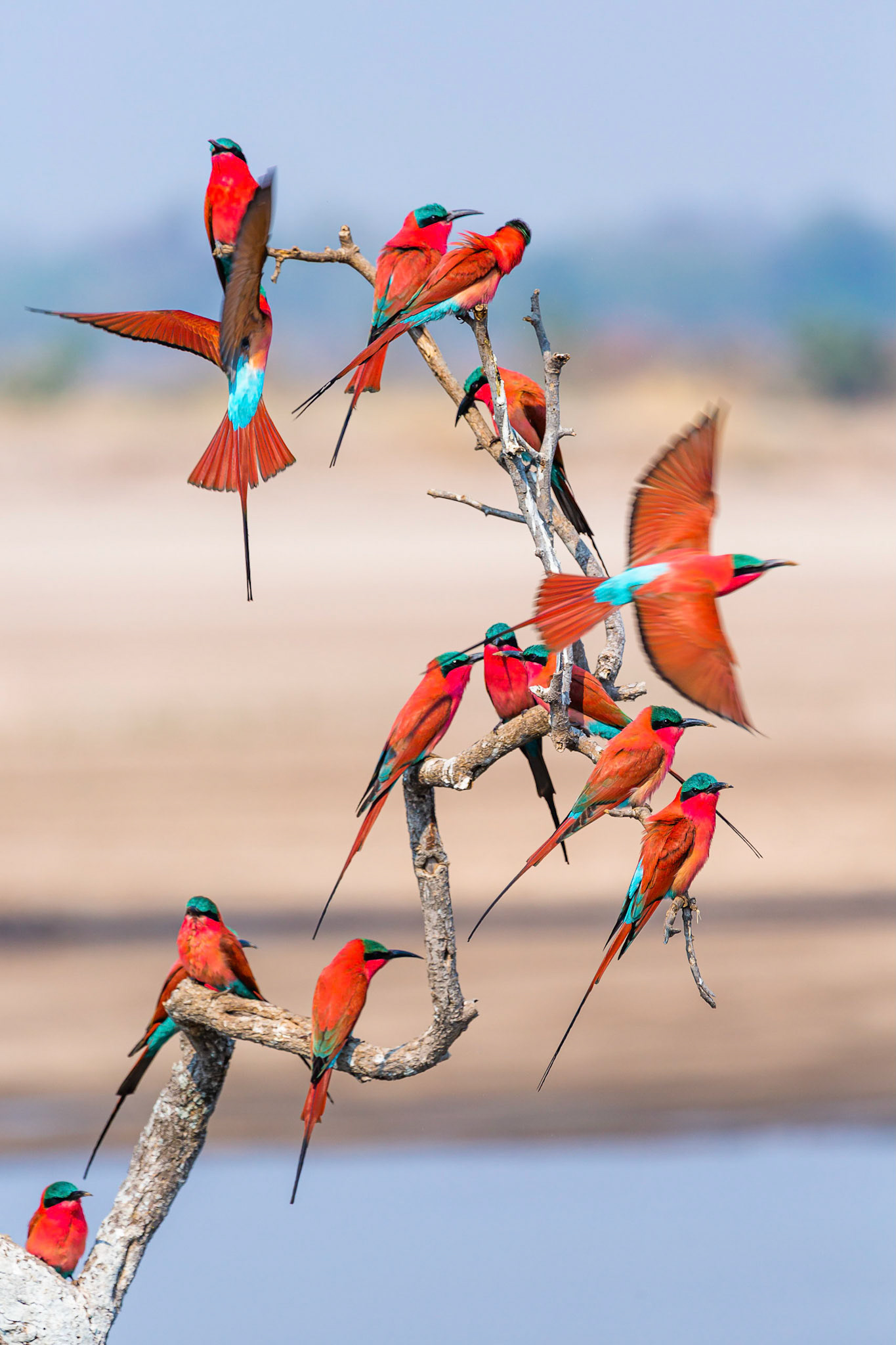 Colourful Carmines