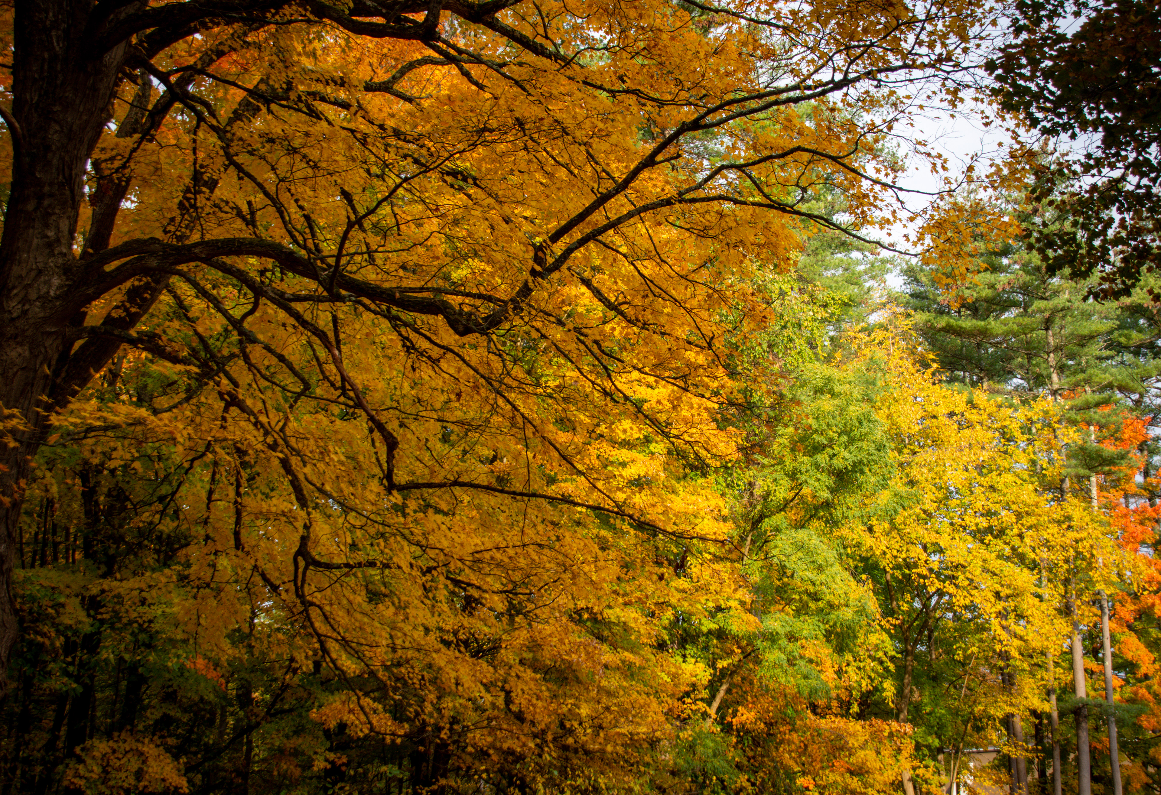 New York, Saratoga