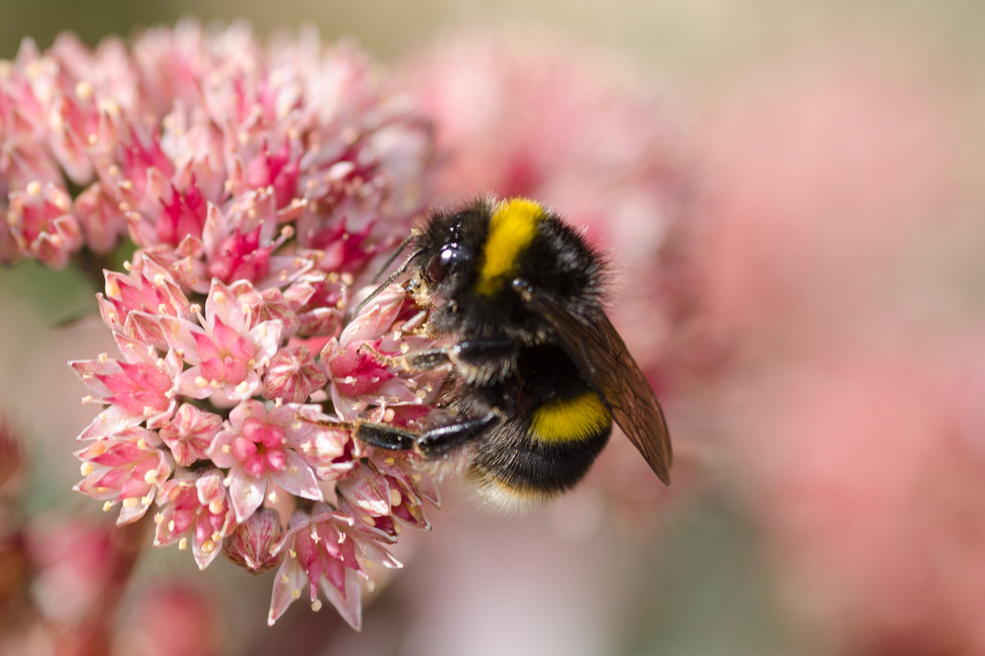 Bee on Sedum