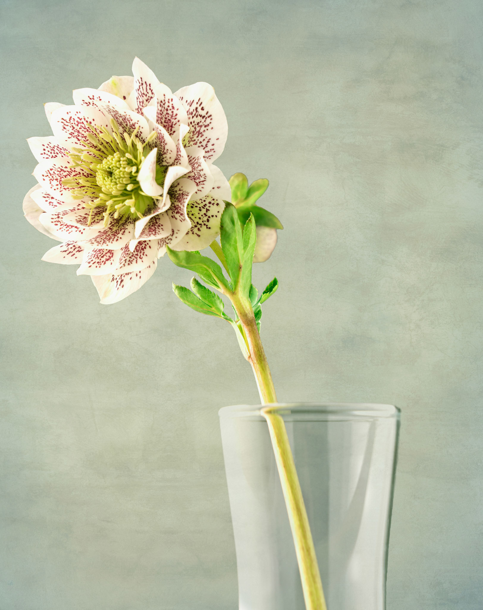 Hellebore