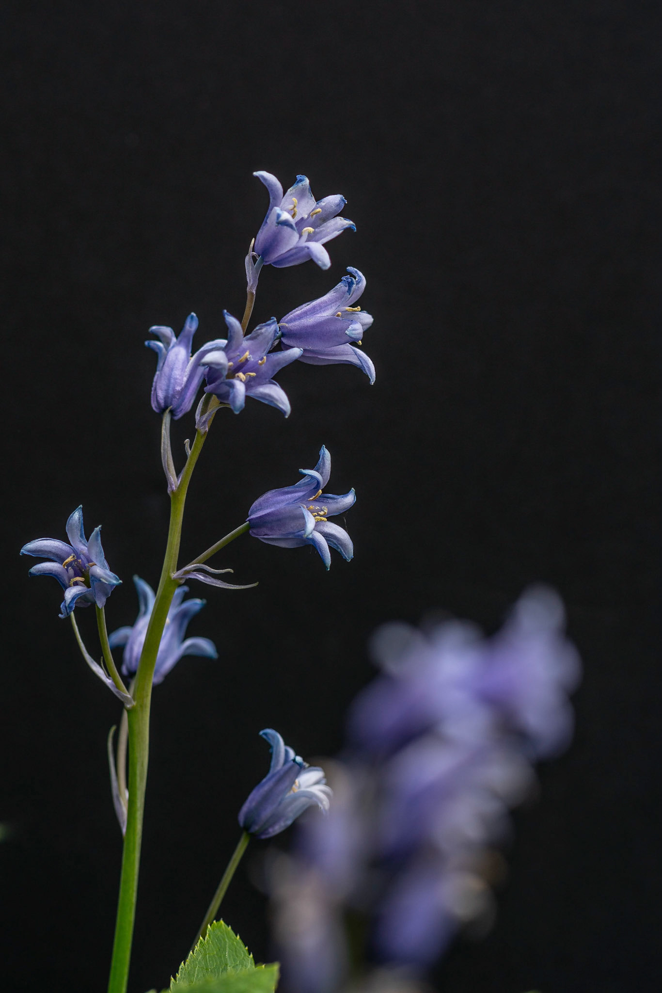 Bluebells
