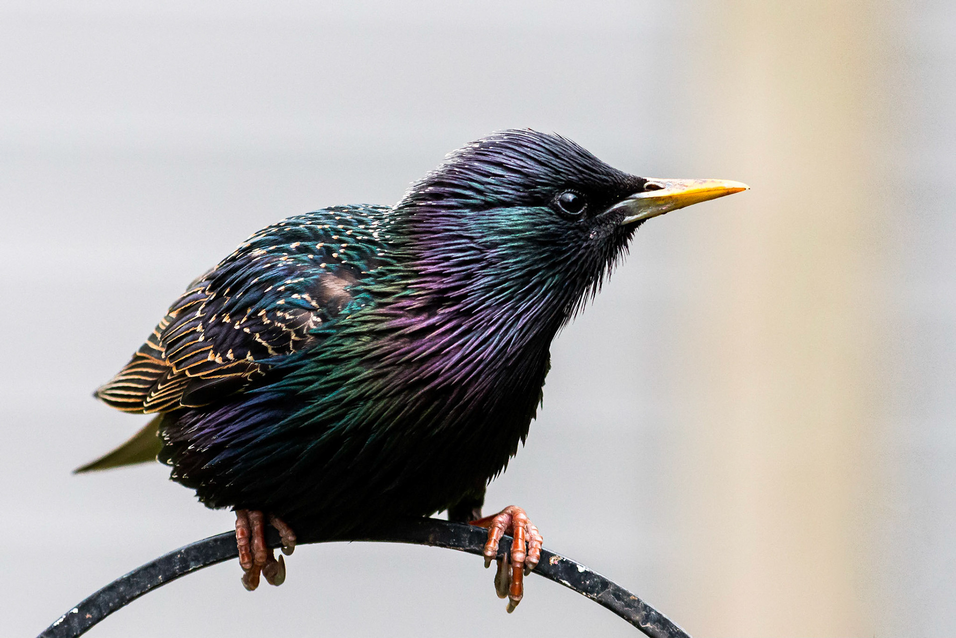 Colourful Starling