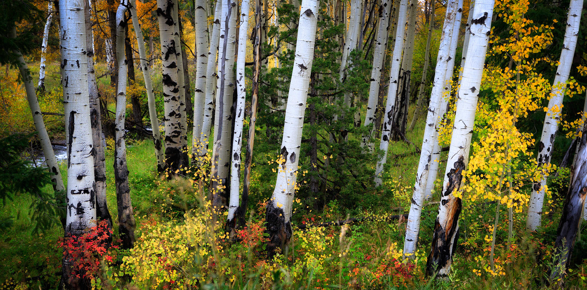 ASPEN FOREST | COLORADO
