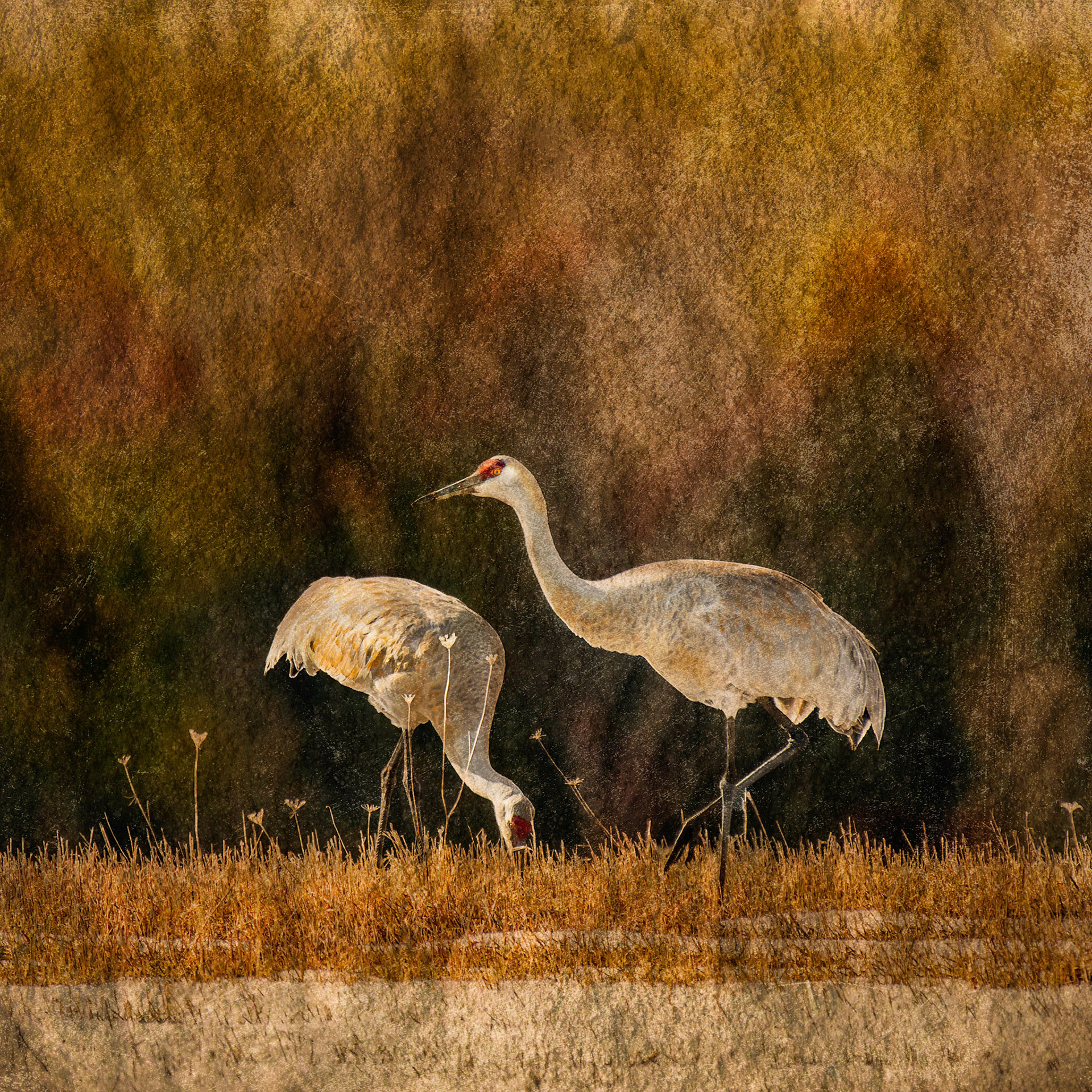 Sandhill Cranes © Irwin Seidman