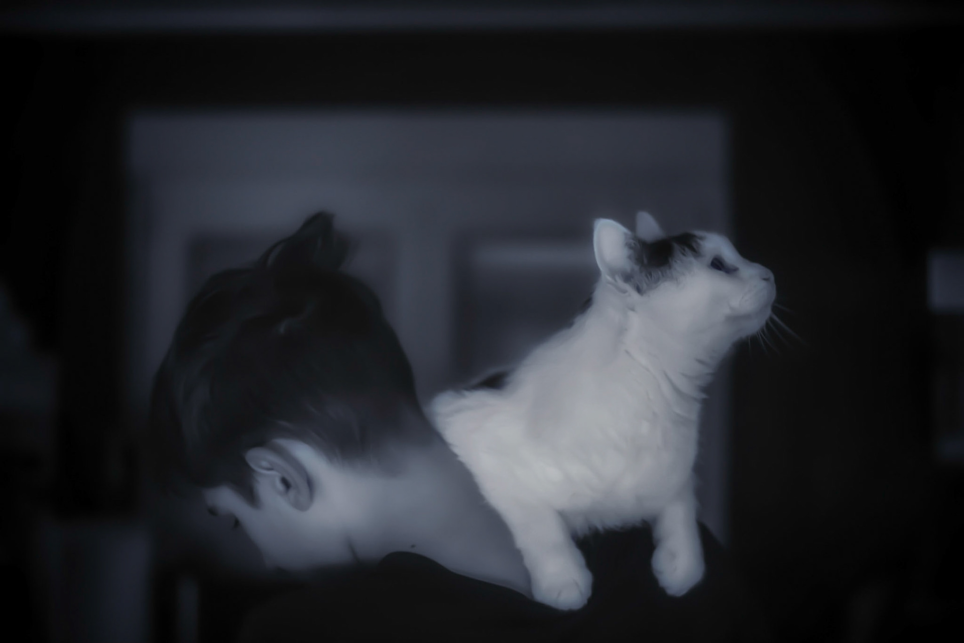 Katze