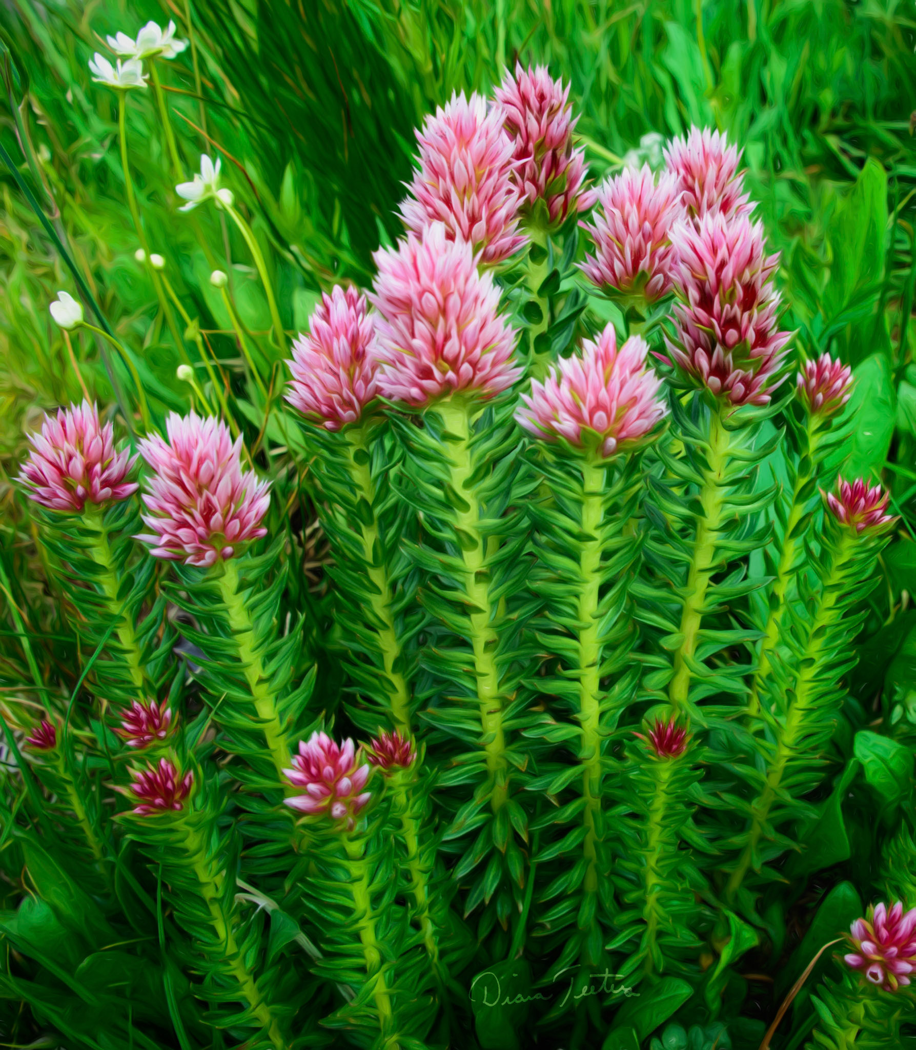 A group of Colorado wildflowers called Queen's Crown