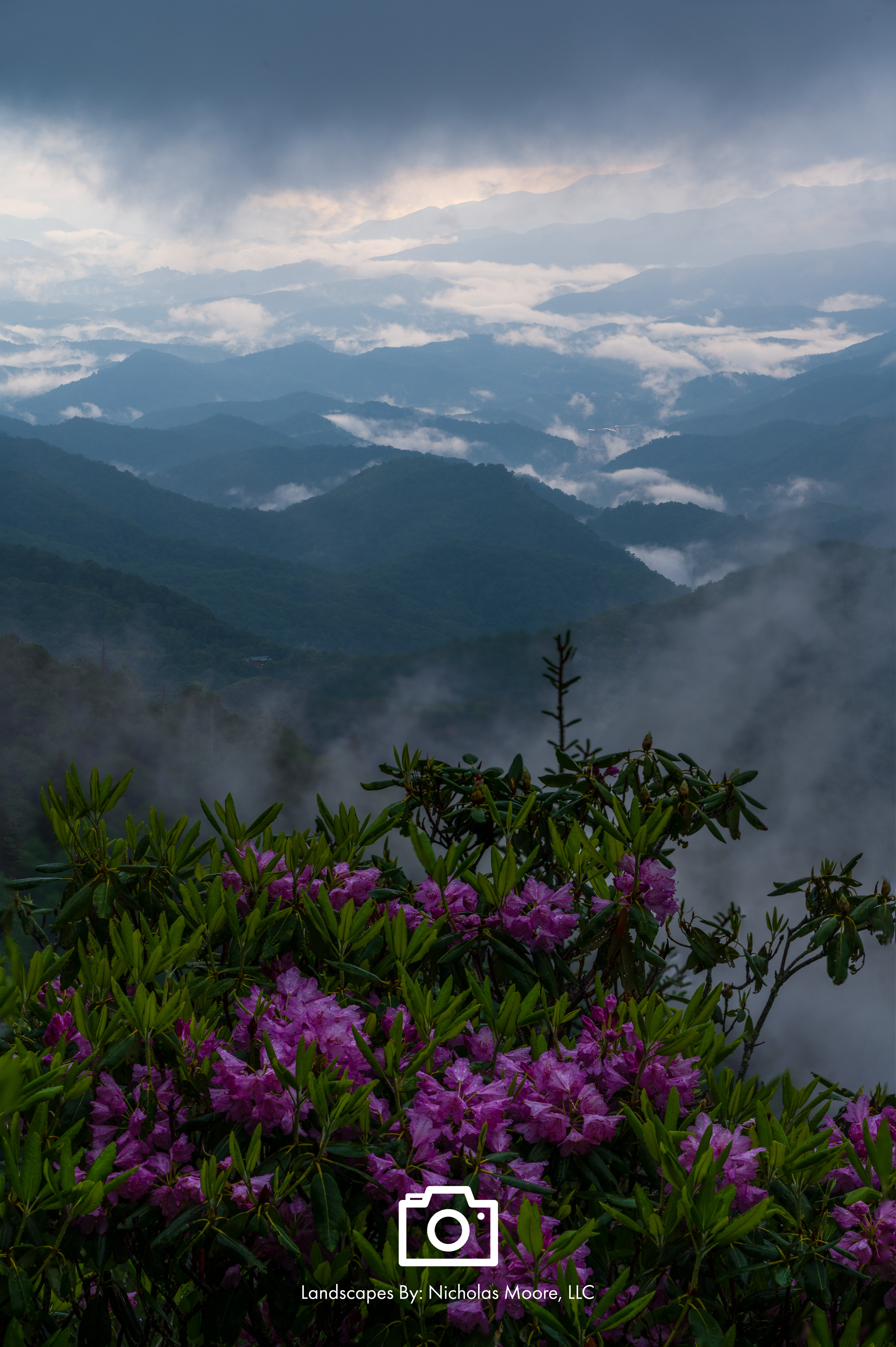 May - Spring Rhododendrons, Blue Ridge Parkway, Cherokee, NC