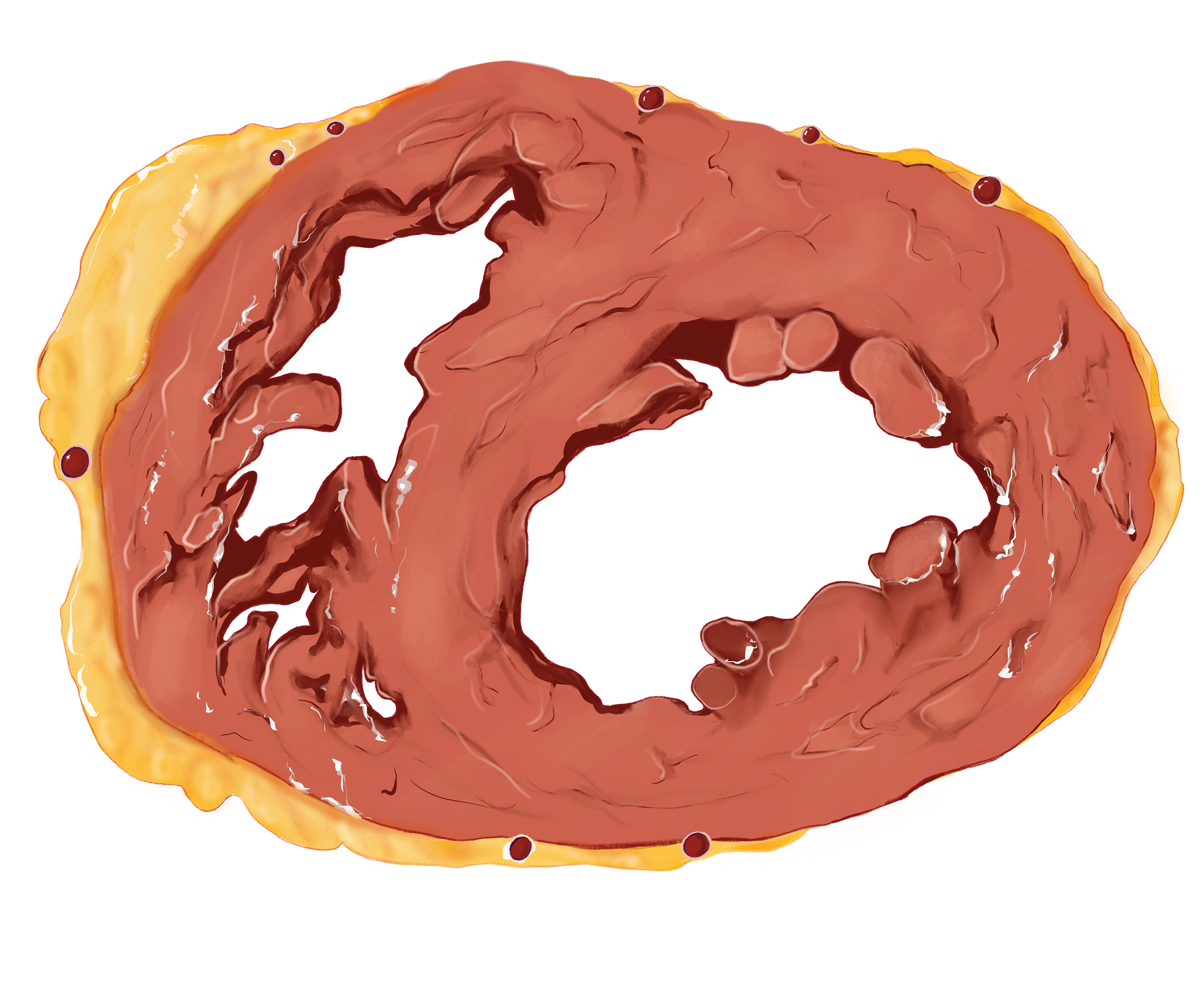 Cross-section of the L. and R. ventricles