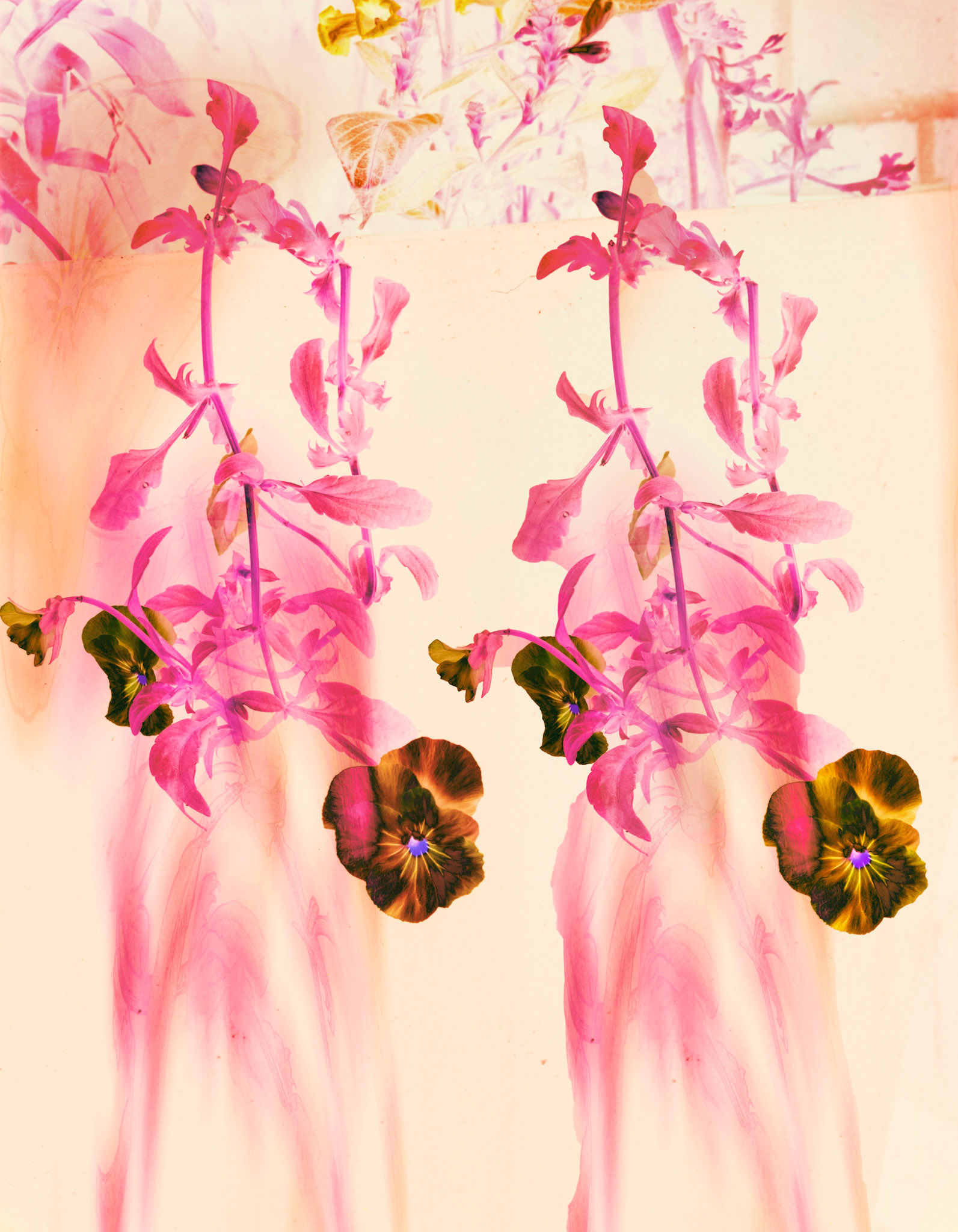 Pink Dripping Flower $500 (16" x 24")