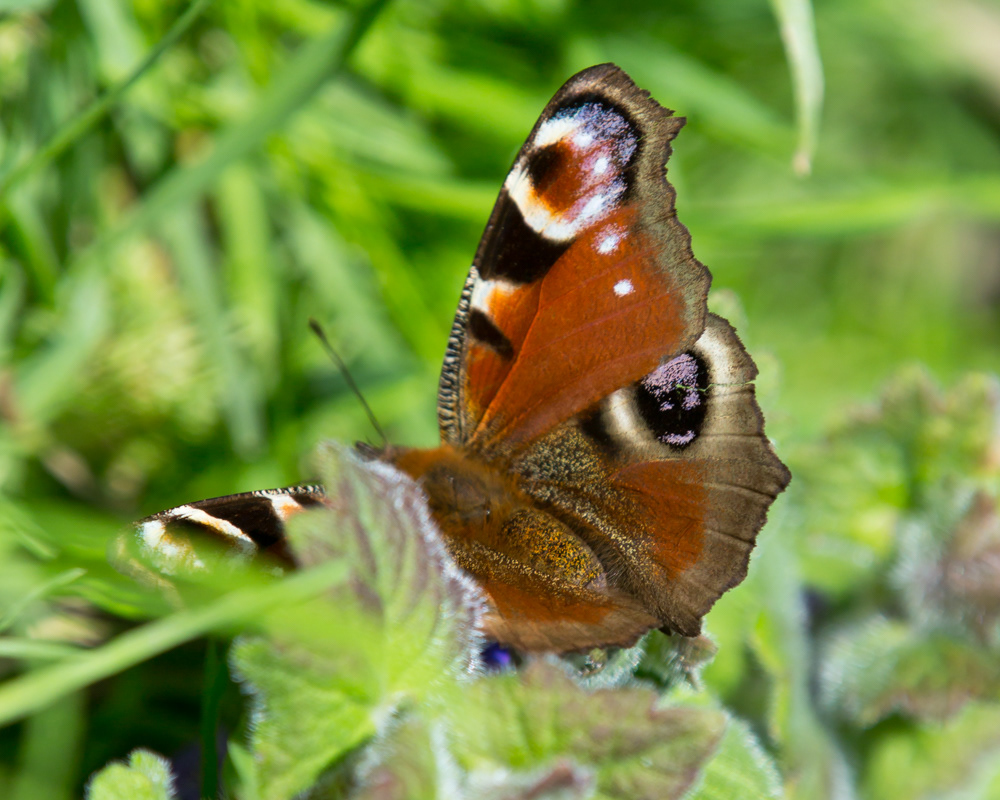 No.102 - My first butterfly photo of the year! I had to put away the MPE for this because butterflies are literally too big for that lens. And I still can't get that close to them as they are so busy foraging, so I changed up to the telephoto lens and stealthed after them. Peacock butterflies (Aglais io) are one of the main reasons we need to stop cutting down nettles in the spring and summer. Nettles are the primary nursery habitat and food plant for Peacock caterpillars. Females can lay up to 200 eggs in one batch - that's a lot of caterpillars, which in turn become food for hungry chicks such as blue tits, so lots of good reasons to let your nettles grow if you can!