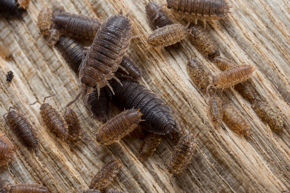 No.6 - I found a busy woodlouse nursery in the log pile in our garden.