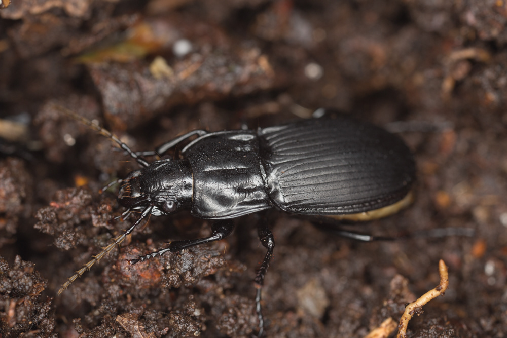 50 not out! And it's a belter: Abax parallelapipedus - a common but impressive black Carabid. I'm so used to turning over wood and finding tiny things that I shouted out loud in surprise when I found not one, but two of these beasts. At nearly an inch long, it almost didn't fit in the frame of my MPE lens! Also, I think this could be a pregnant female, judging by the pale swelling under the elytra..