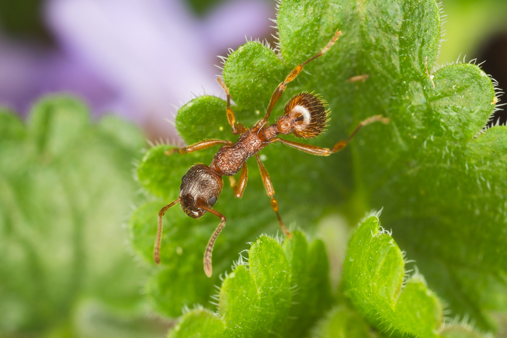 No.90 - Ant season was well underway until this latest cold snap sent them back underground. I'm glad I had a backlog of photos to post because all I've seen since Friday is a very grumpy bumblebee :( This Red Ant (Myrmica rubra) was enjoying last week's warmer weather at #rspbthelodge. M.rubra is very similar to M.ruginodis, however this ant has a smooth, ridgeless area between its thoracic spines, so I'm going with M.rubra (corrections welcome). The surface texture of these ants is way more complex than I expected. Red ants can't spray formic acid like their Formica relatives, but they can issue a painful sting when threatened. These guys are aphid farmers - they milk aphids for the sweet honeydew they produce. The first time I saw this happening I couldn't work out why the ants weren't predating the aphids! I later read that ants' feet produce chemicals which subdue the aphids and allow the ants to keep them under control... 😯