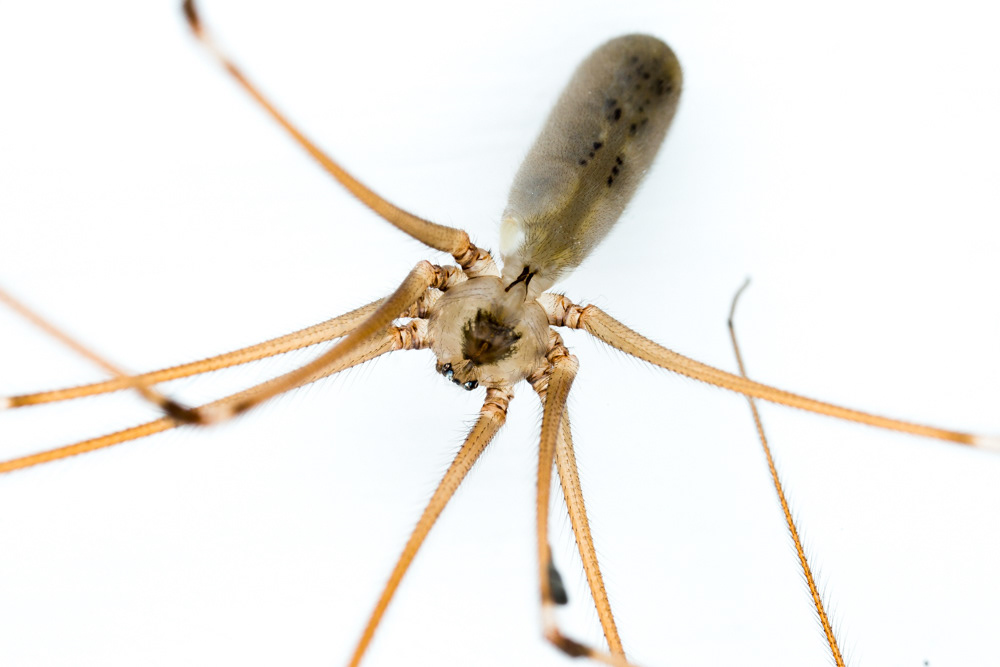 No.11 - Daddy Long-legs Spider (Pholcus phalangoides)