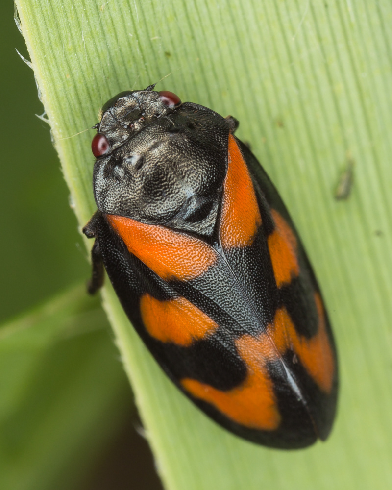 No.116 - The Red-and-black Froghopper (Cercopis vulnerata) is one of the UK’s largest bugs. This one caught my eye while I was sat in a ditch in Wicken Fen. This is the only froghopper species in the UK with the distinct red and black colourway. IDing the emerged adult is easy. The nymphs, however are much more secretive, staying underground to eat roots.