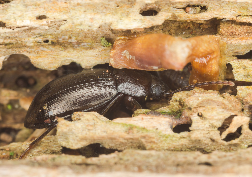No.74 - I found a lot of these beetles in rotting logs at RSPB The Lodge yesterday. This is the splendidly titled Nalassus laevioctostriatus; a member of the Tenebrionidae family (Darkling beetles). It's the first beetle species I've seen congregating in groups, I saw up to ten in one log. I also saw some lovely red teneral specimens. It took me a while to ID it, because it looks like a ground beetle. I literally went through the beetle section in Paul Brock's field guide page by page, until I found it, then cross referenced it with photos online. I've found The Watford Coleoptera Group (www.thewcg.org.uk) really useful for photos and referencing. Many thanks to @danasawusrex for checking my photos last night and confirming species and teneral variation, as I still wasn't 100% sure I'd gone down the right taxonomic avenue with this little enigma!