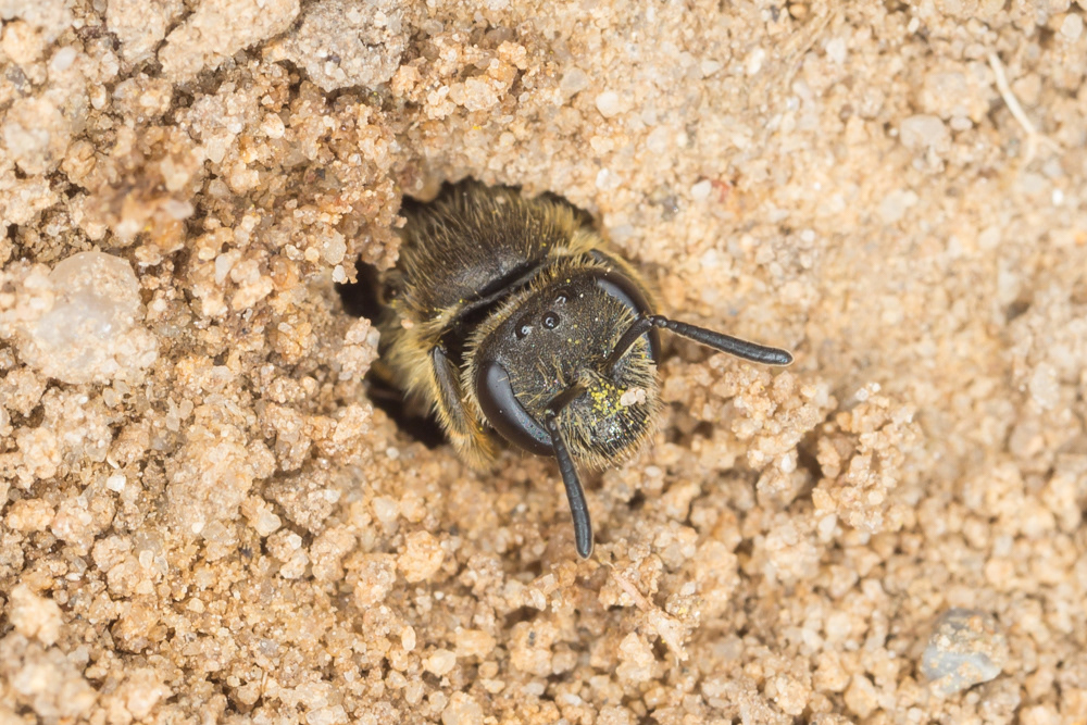 No.81 - Peekaboo! This was one of many Lasioglossom malachurum (a species of solitary bee) busily nest-building on the path through the gravel pits in Hatfield Forest last week. This species like to burrow in well-trodden paths, creating extensive nesting networks underground. Many thanks to Steven Falk for IDing.