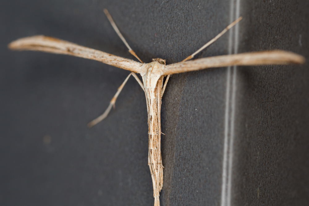 No.42 - A plume moth, most likely the Common Plume, given its early appearance in the year. These moths have such an unusual wing shape - they look like tiny gliders! This is my first moth of 2018 :)