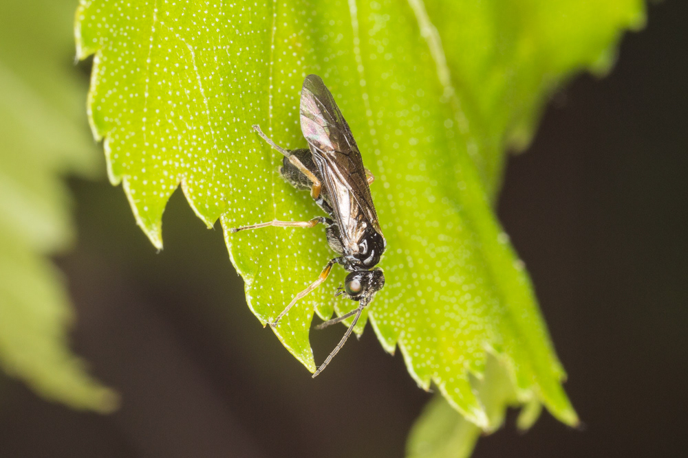 No.77 - My first sawfly! I thought this was a solitary wasp initially. (Although they have ‘fly’ in their name, they are actually a relative of bees and wasps) I haven't got very close with the ID on this one - I think it's from the Tenthredinidae family, and, having a punt, the Dolerinae subfamily (but that's a massive guess!) Any ideas @jayswildlife ?