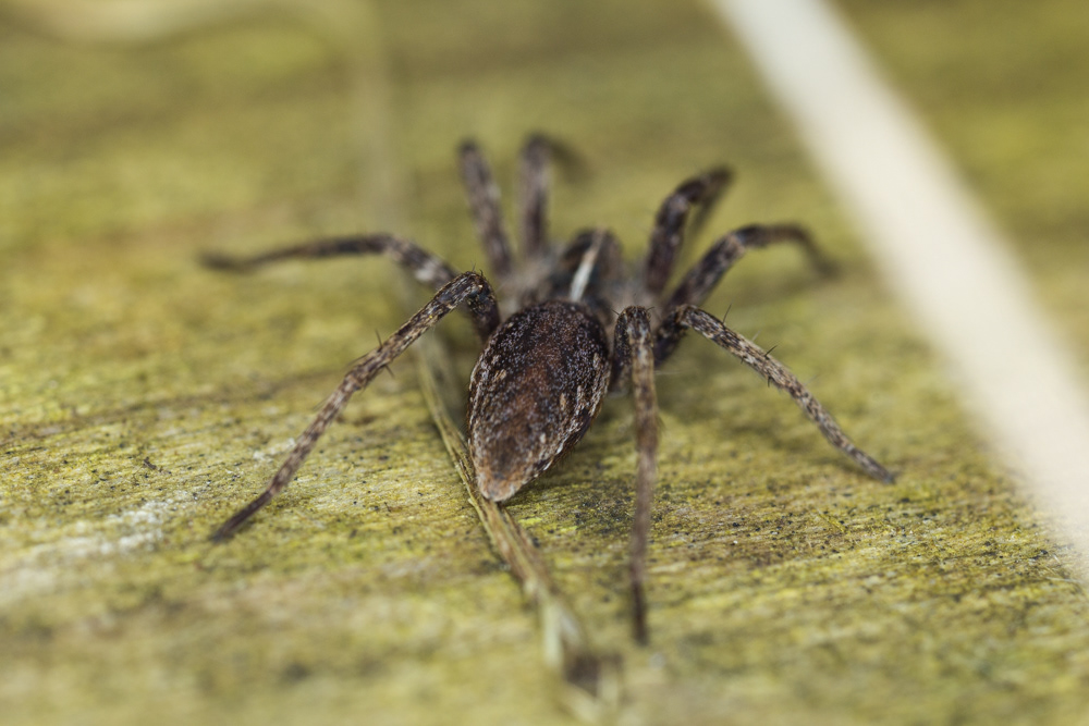 No.48 - I found loads of these Nurseryweb spiders sprinting around the jetties in a local country park in the sunshine. They can really move, this one stayed still just long enough for me to hang over the edge of the pontoon, but only gave me a rear end view. I love the distinctive line down the carapace.