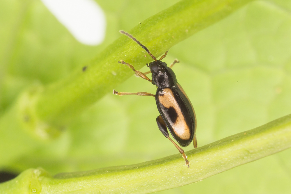 No.114 - Seeing a beetle on tippy-toes really makes me smile 😊 I know how it feels, I have to do this every time I need something from the top of the kitchen cupboard.. This is Phyllotreta ochripes, another flea beetle from the Chrysomelidae family. There are over 270 described UK species in this family, which is probably why I seem to find a lot of them. They are also one of the more eclectic beetle families, coming in all shapes, sizes and colours 🌈