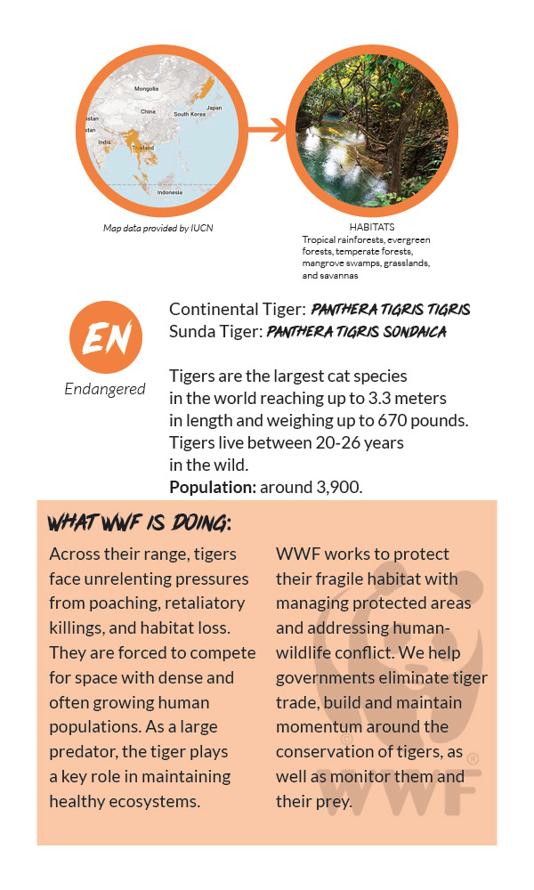 Tiger Info Card - Back
