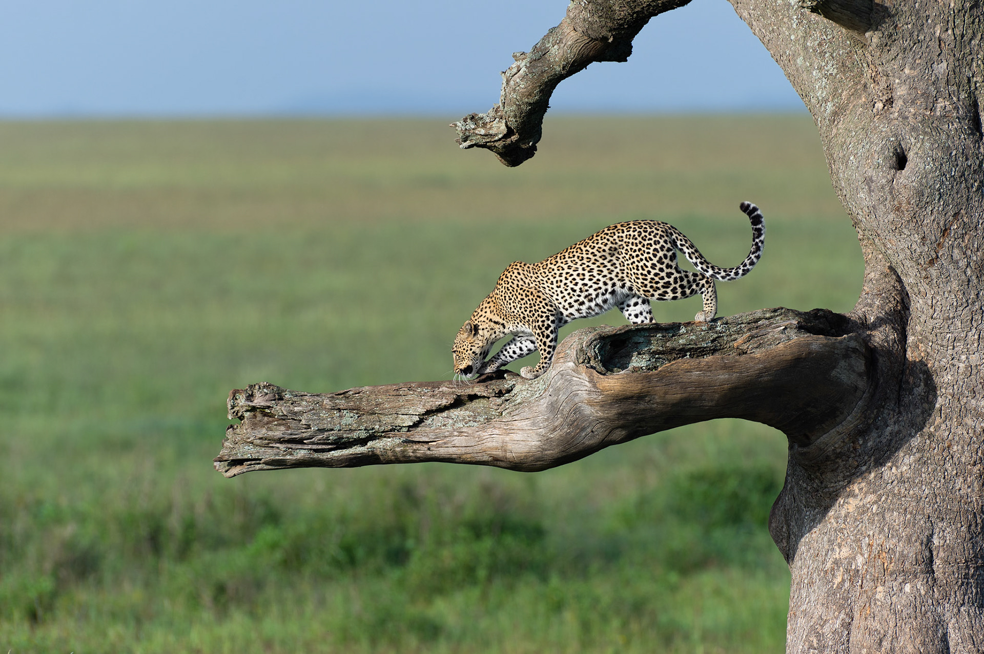 Leopard Walking on a Branch - Serengeti National Park, Tanzania