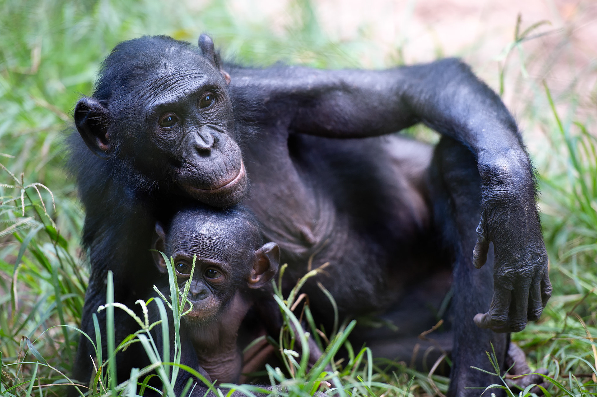 Bonobos - Kimwenza, Democratic Republic of Congo