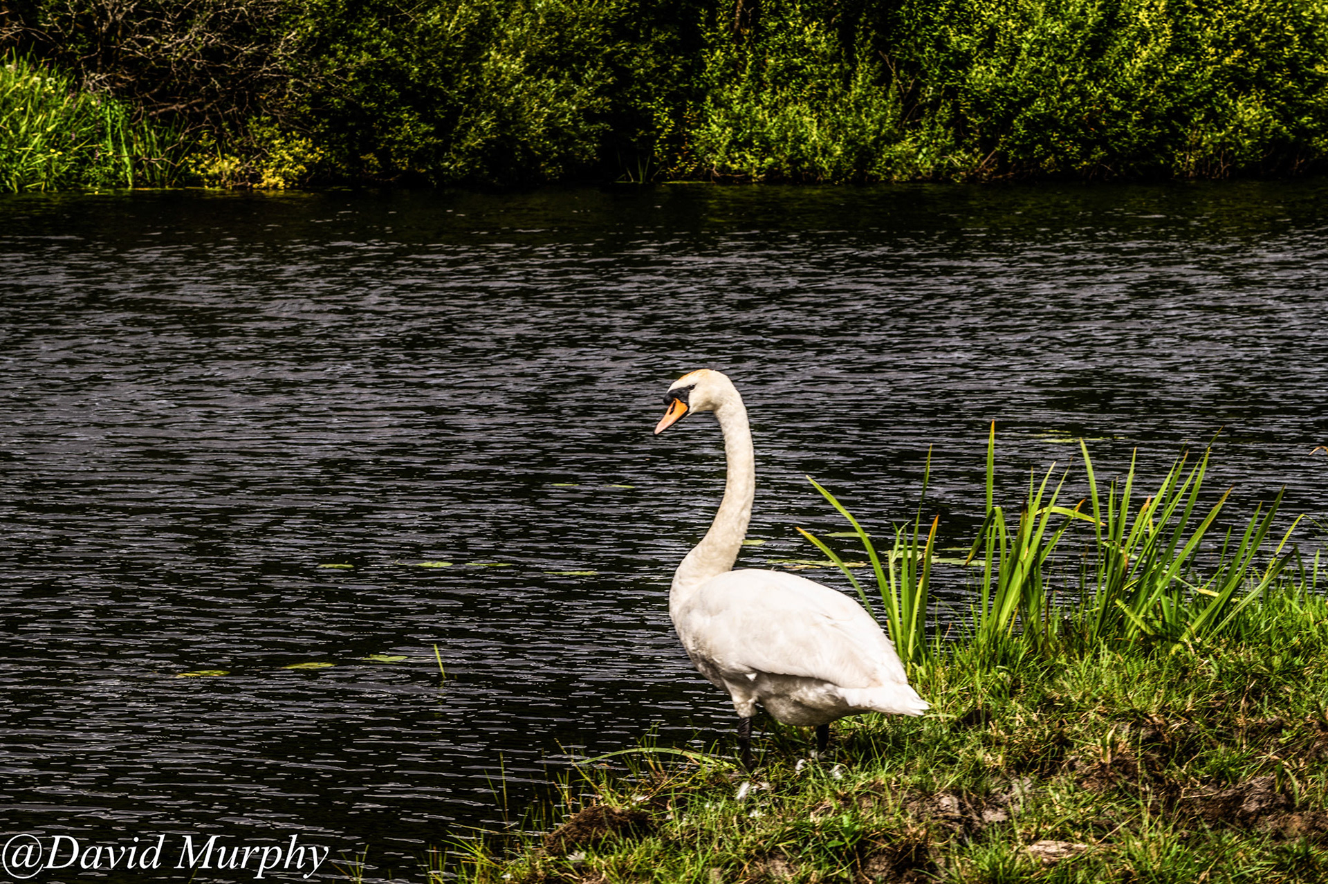 Mute Swan.