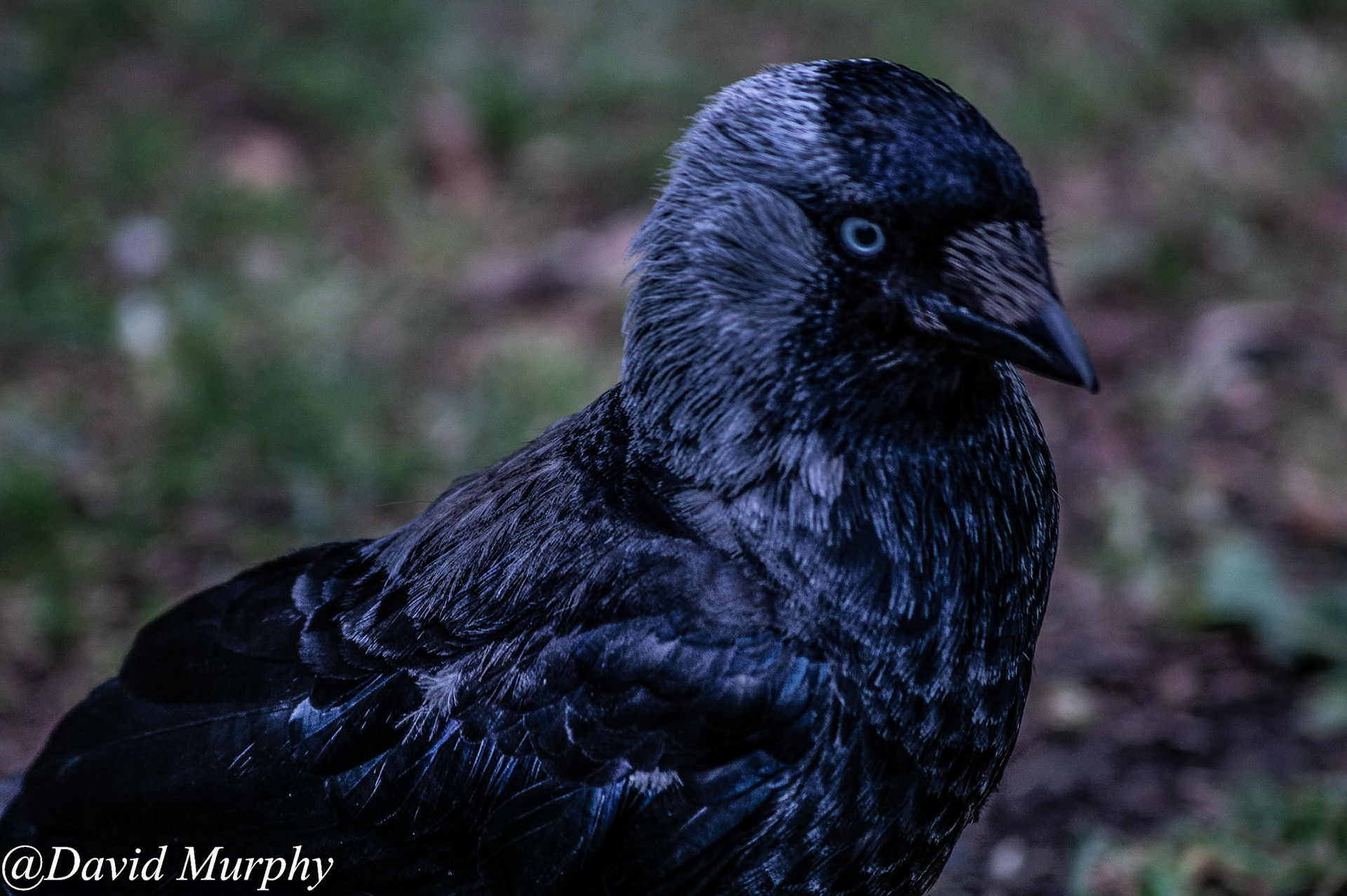 Jackdaw.