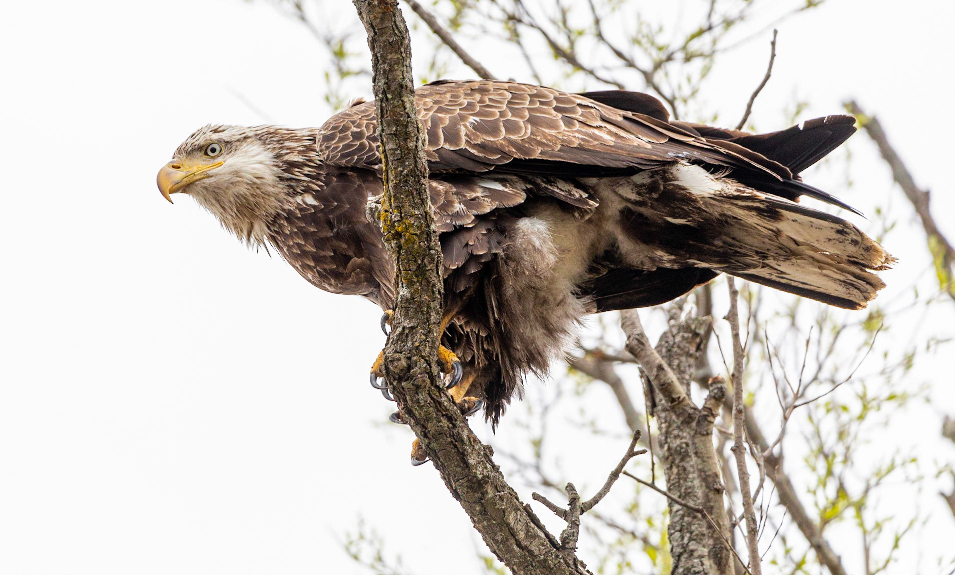 American Bald Eagle