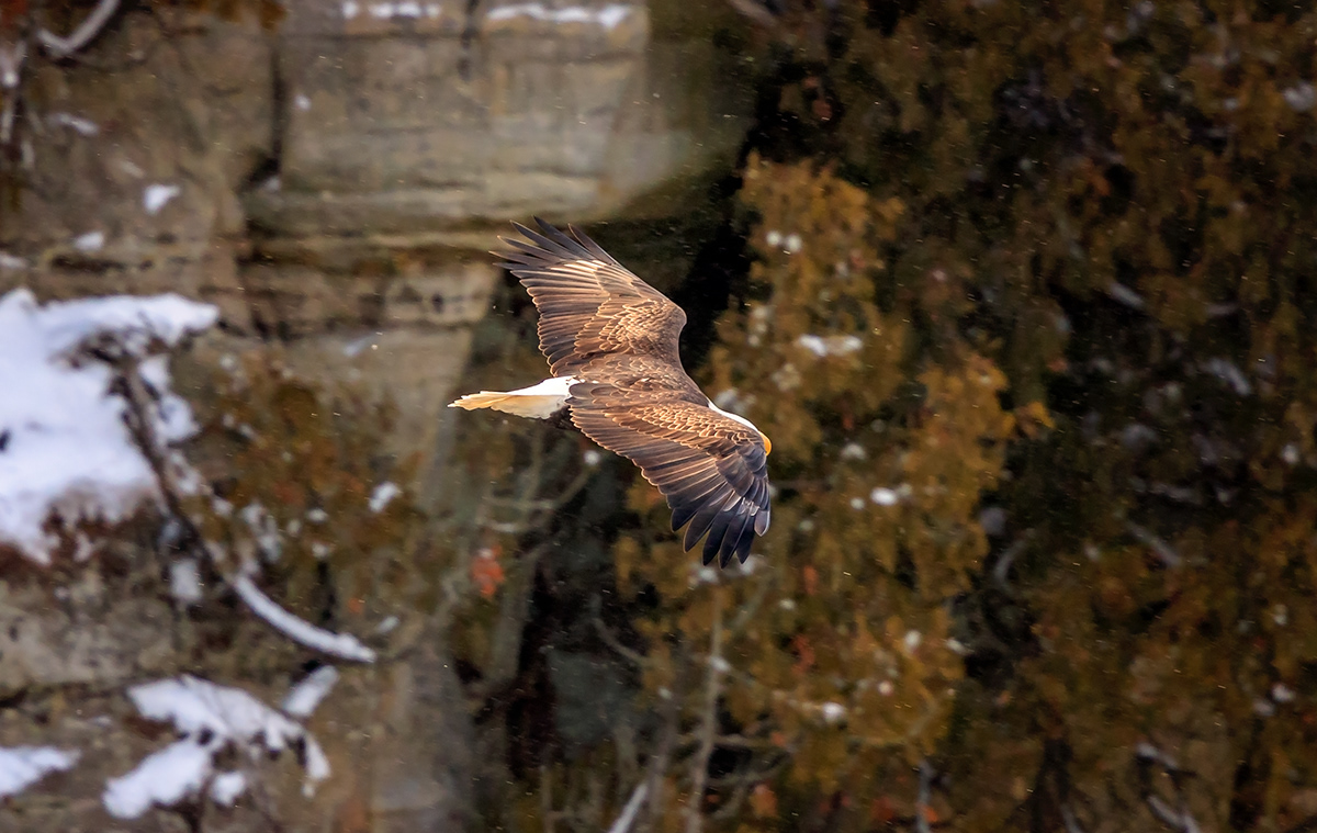 PETER LAKOMY PHOTOGRAPHY Bald EaglesStarved Rock State Park