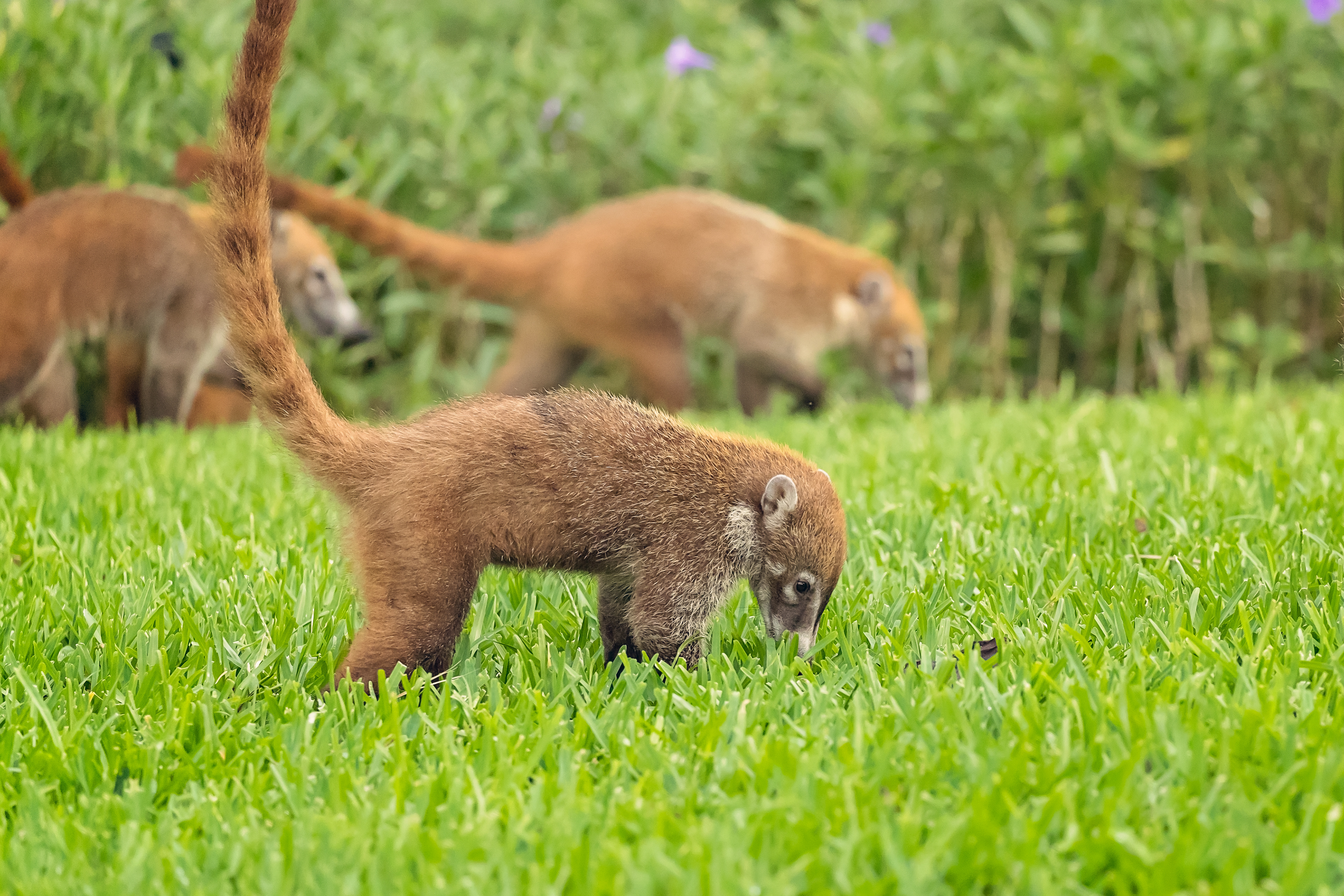 PETER LAKOMY PHOTOGRAPHY - Mexican Coati