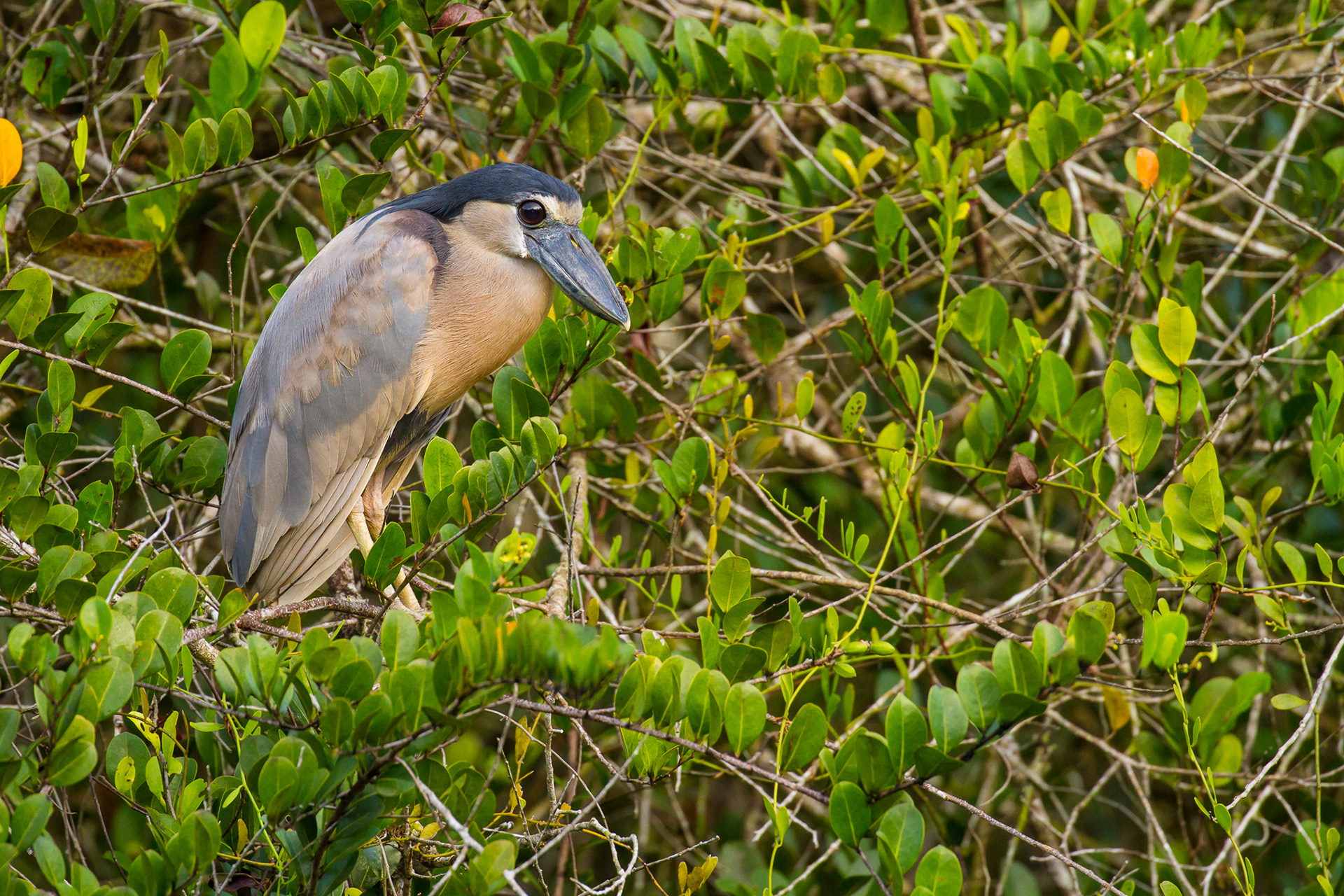 Alberto Lopez - Belize Wildlife