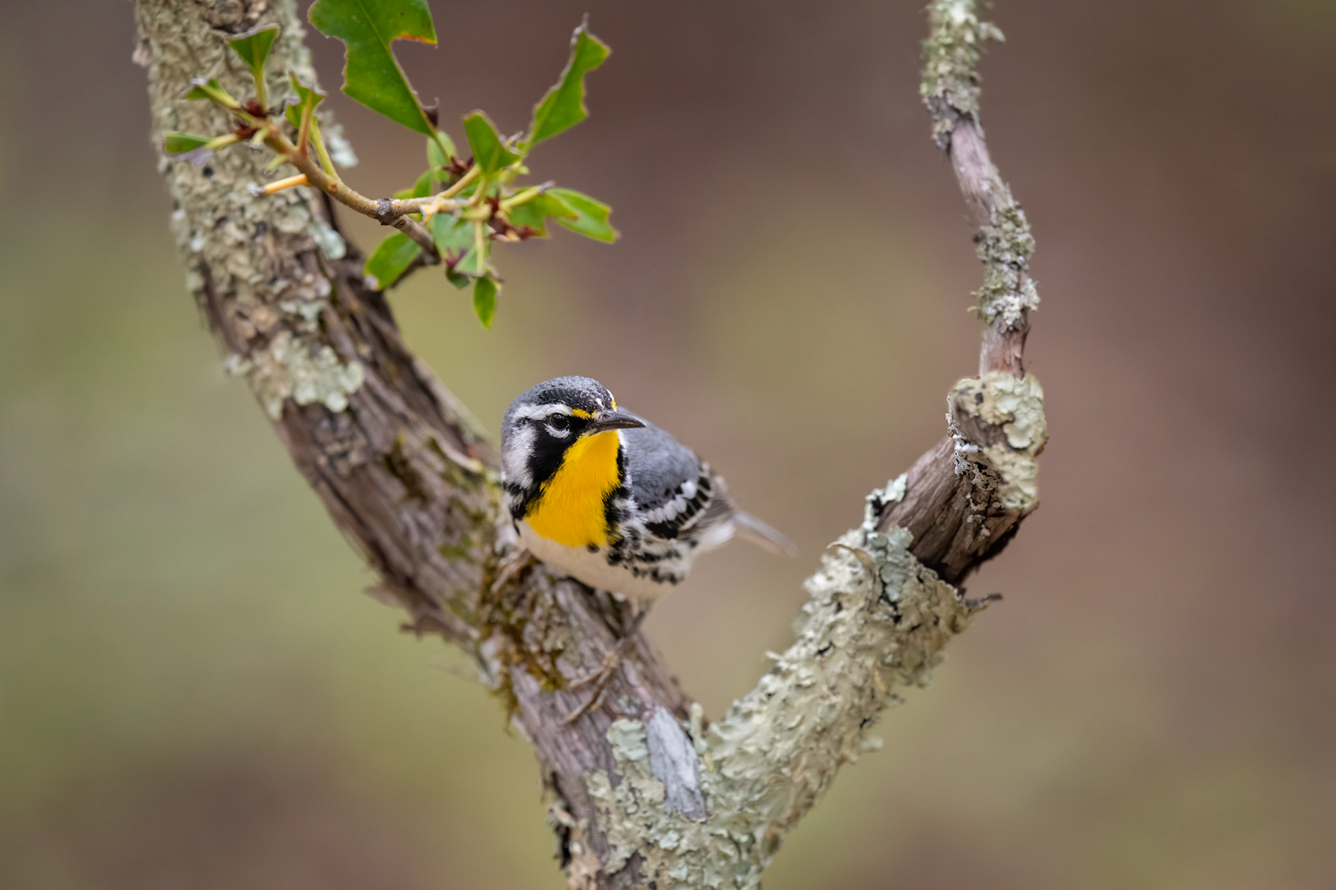 Yellow-throated Warbler