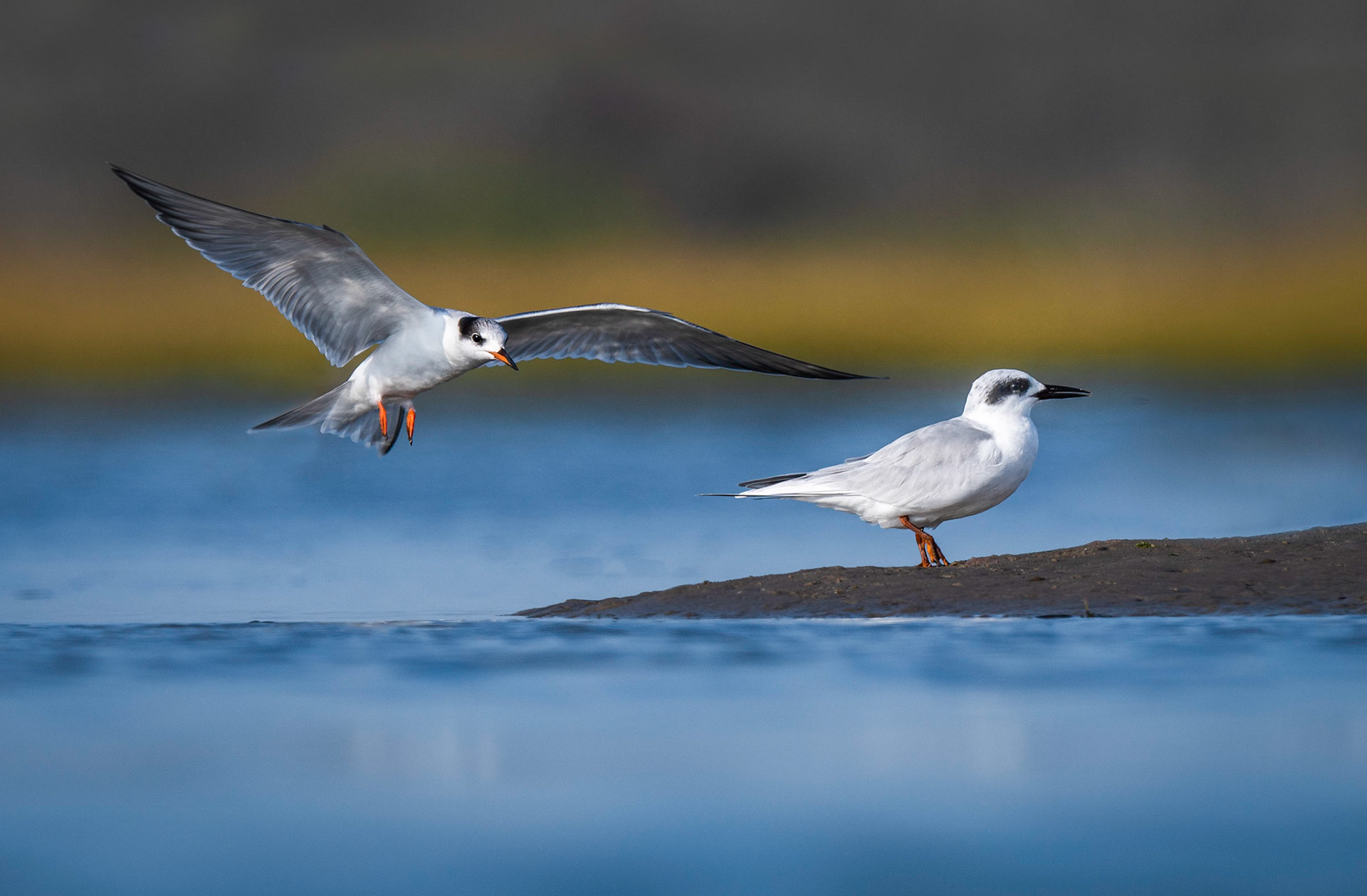 Common Terns