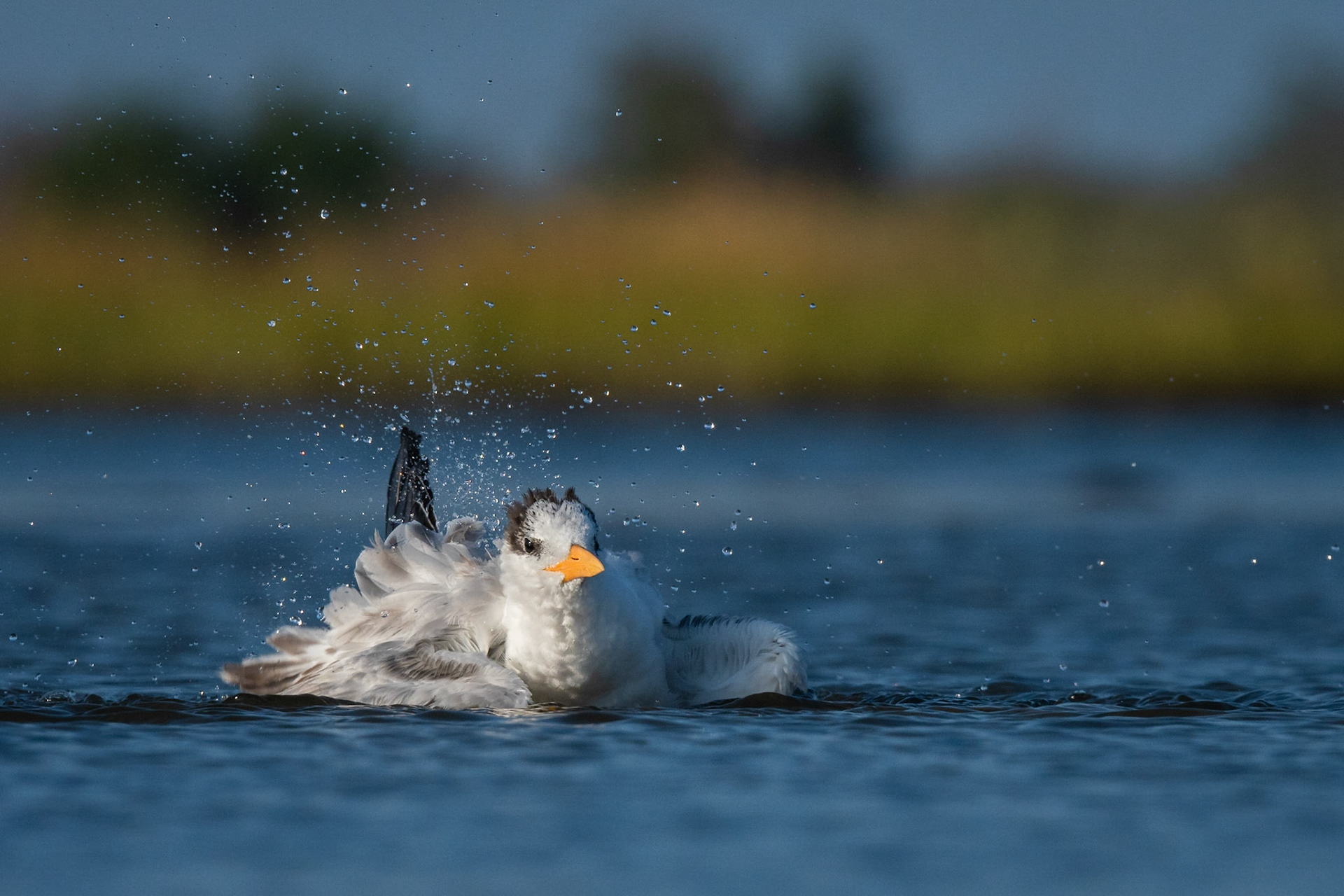 Royal Tern