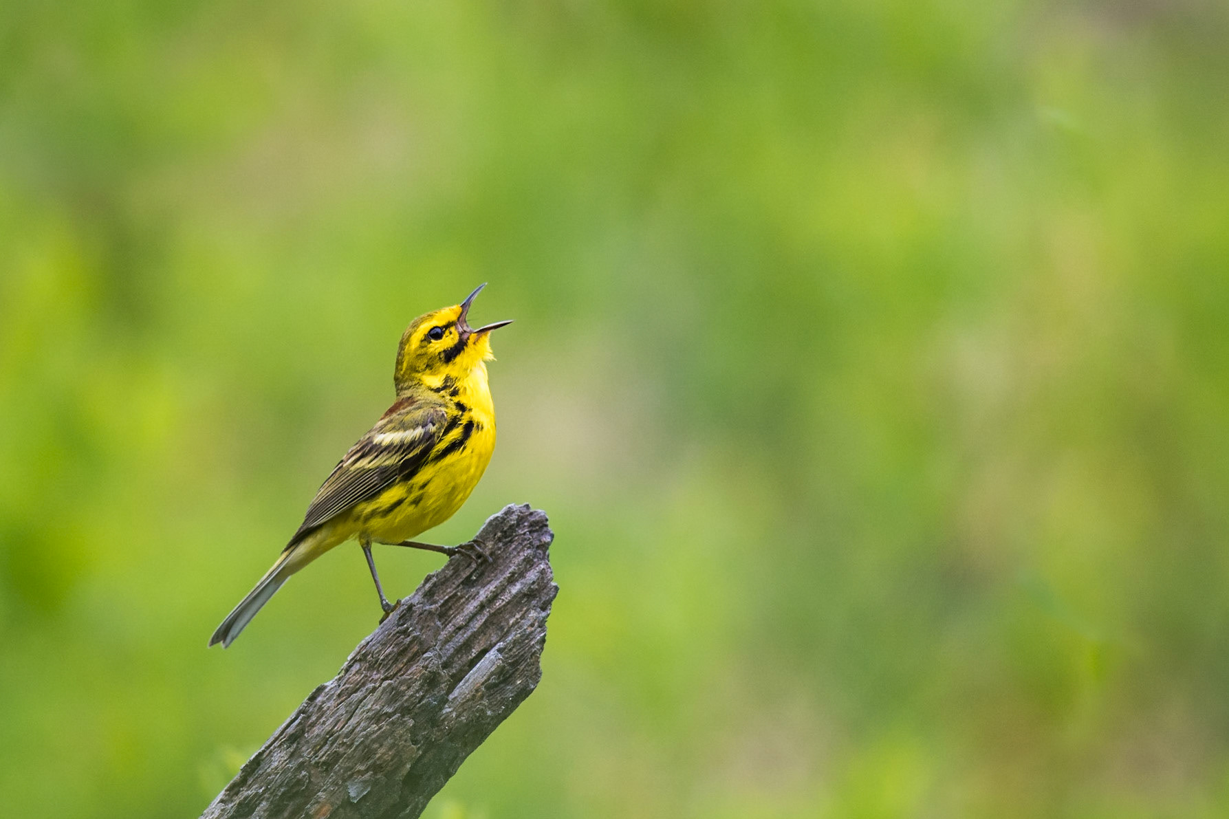 Prairie Warbler