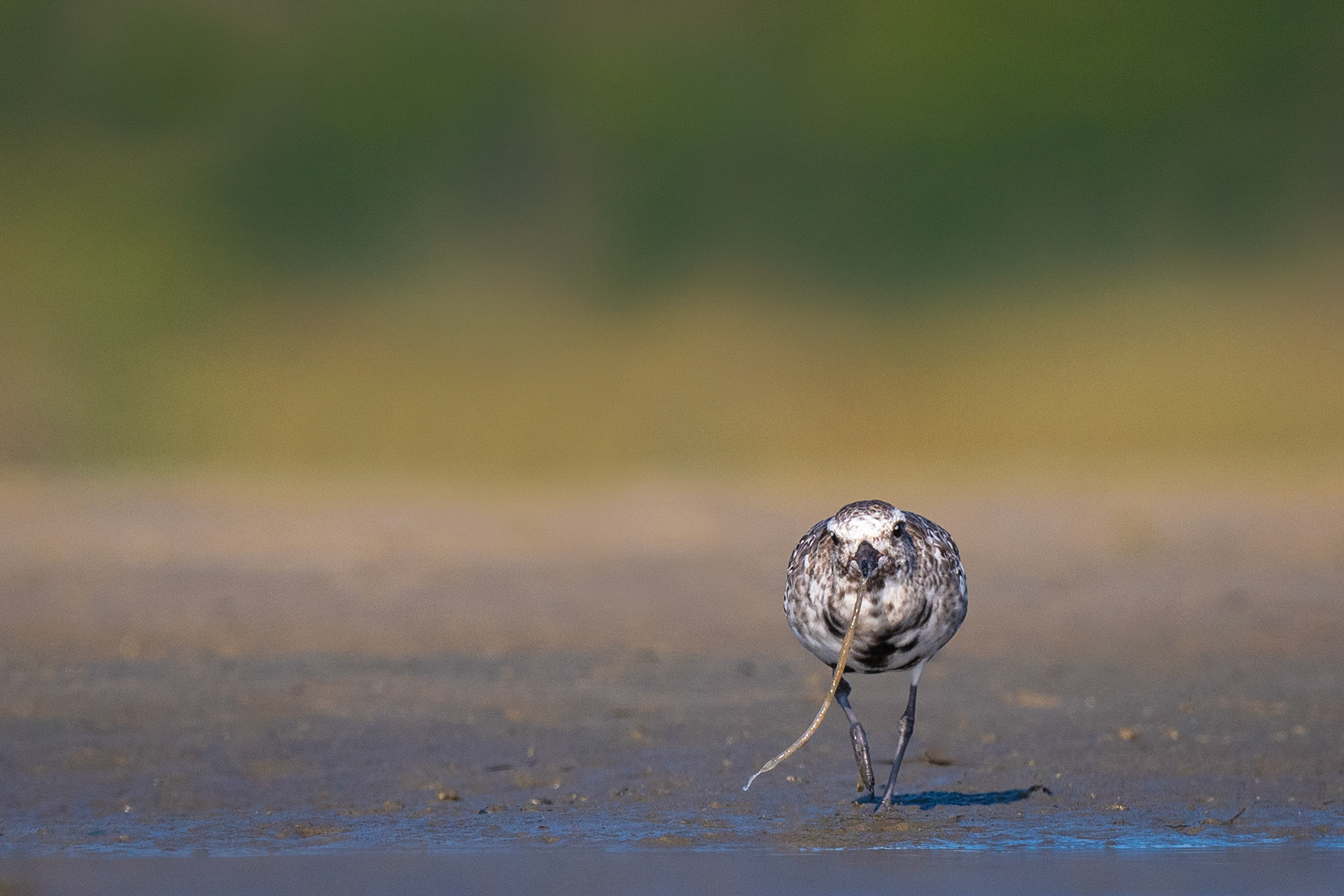 Black Bellied Plover