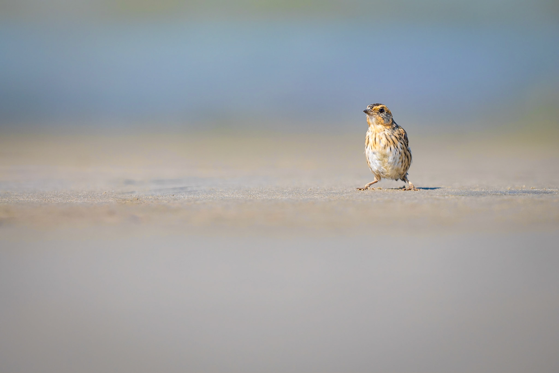 Salt marsh sparrow